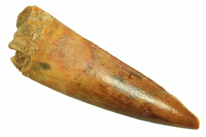 Juvenile Fossil Spinosaurus Tooth - Real Dinosaur Tooth #296840